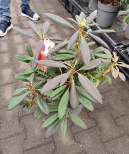 Rhododendron 'Elisabeth Red'