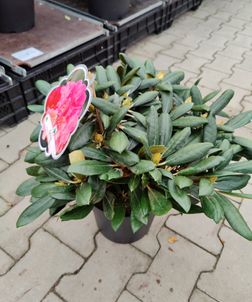 Rhododendron yak. 'Kalinka'