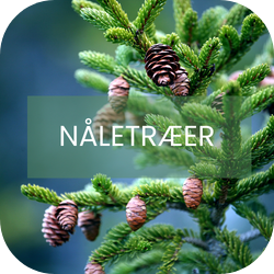 Nåletræer Nåletræer