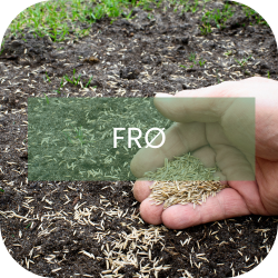 Frø til plæner og natur Frø til plæner og natur