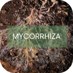 Mycorrhiza til planter Mycorrhiza til planter