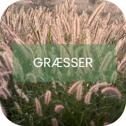 Prydgræsser Prydgræsser