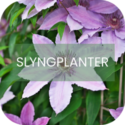 Slyngplanter Slyngplanter