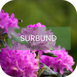 Surbundsplanter Surbundsplanter